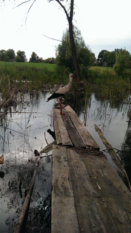 Lesia  (Lesia), Gdansk