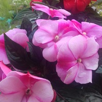 Nadija Muntian (nadija-muntian)
