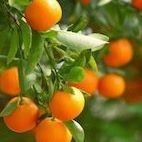 Ivan Tsupryk (Ivan.)