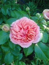 OlenaVozniuk (Olena Vozniuk)