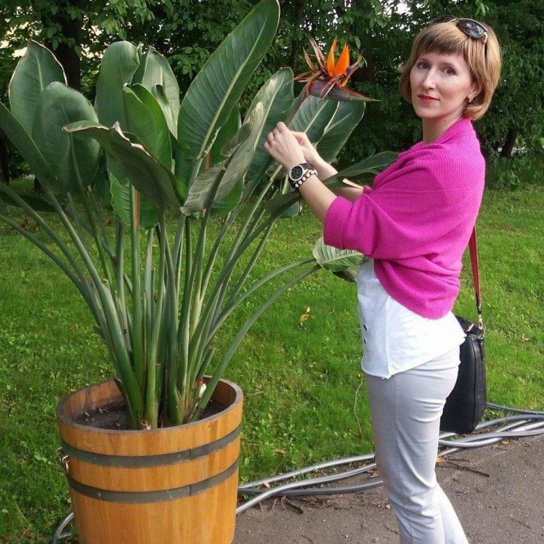 InnaSokolvak (Inna Sokolvak)