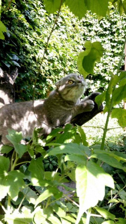 Annet  (Annet), Сумы