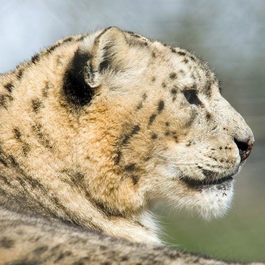 Bahrom  Qaroboev (BahromQaroboev)