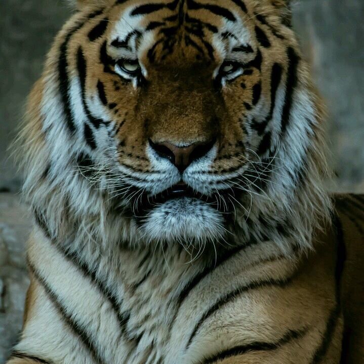 Richard Parker (RichardParker1), Szczecin, Dnipropetrovsk