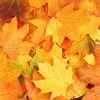 Аня Демчук (AniaDemchuk)