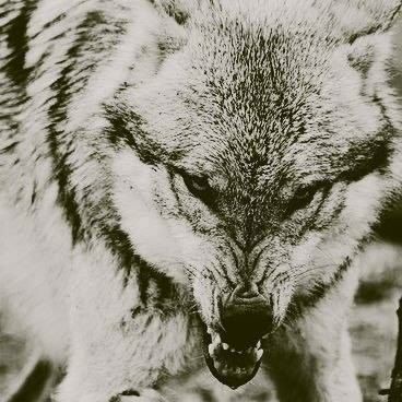 Роман Лега (РоманЛега)