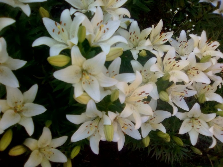 Людмила Снисарь (ЛюдмилаСниса), Черкаси