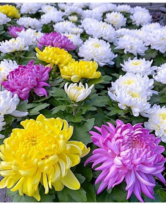 Михаил Суслов Михаил Васильевичь. (Сокол Михаил), Варшава, Odessa