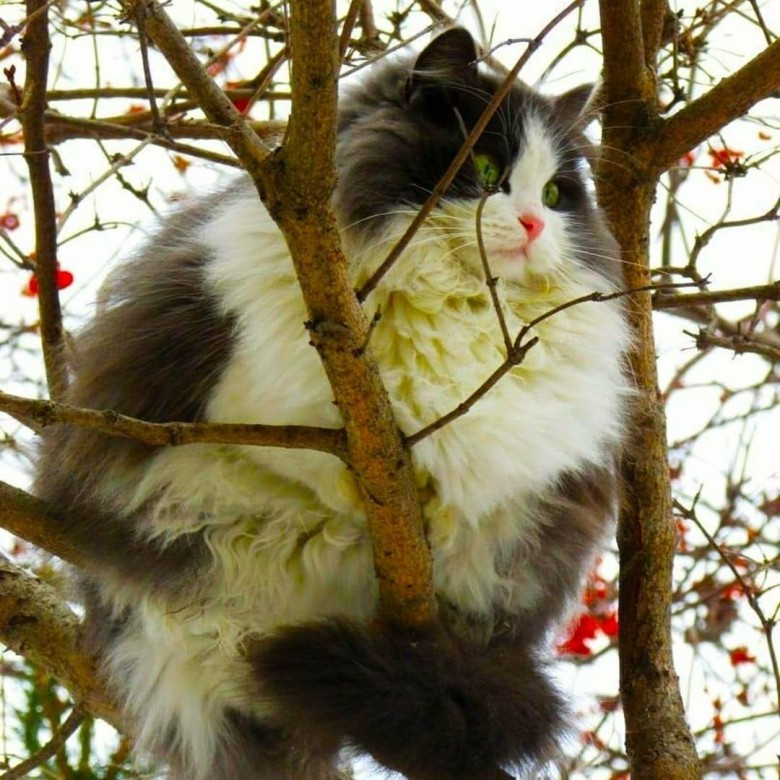 Liljok (Liljok Касянчук)