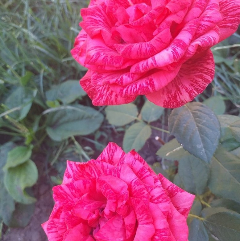 Юлия Коцюба (ЮлияКоцюба)
