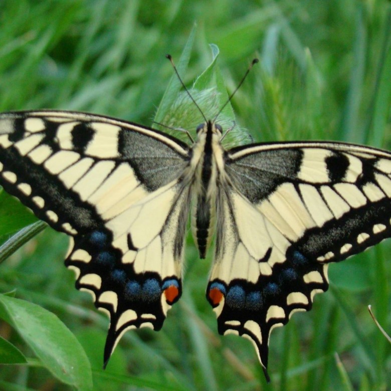 Asiya Agatowa (AsiyaAgatowa)