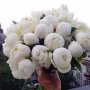 Анюта Брюховецкая
