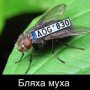 Вячеслав Таран