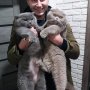 Петр Корона 