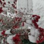 Olena Orach
